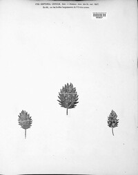Septoria urticae image